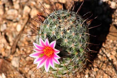 http://s14.picofile.com/file/8407703326/Desert_Cactus_Flower.jpg