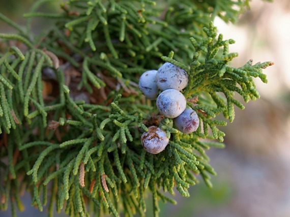 Juniperus polycarpos C. Koch