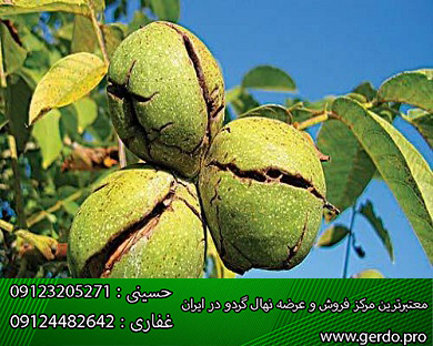 انواع نهال گردو در ایران