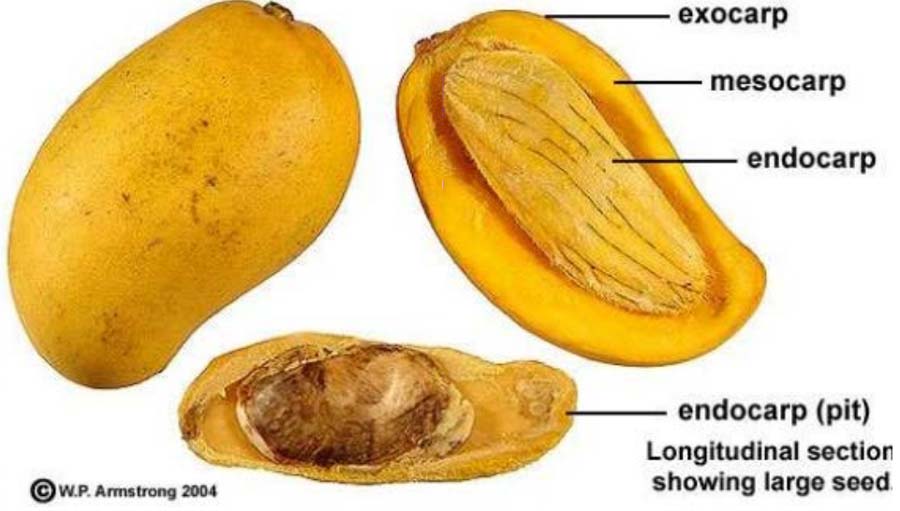 لایه های فرابر میوه در انواع میوه ها