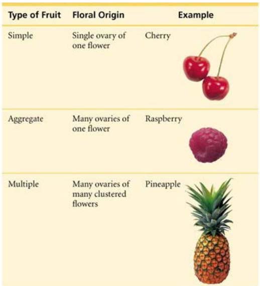 انواع میوه های آبدار و گوشتی